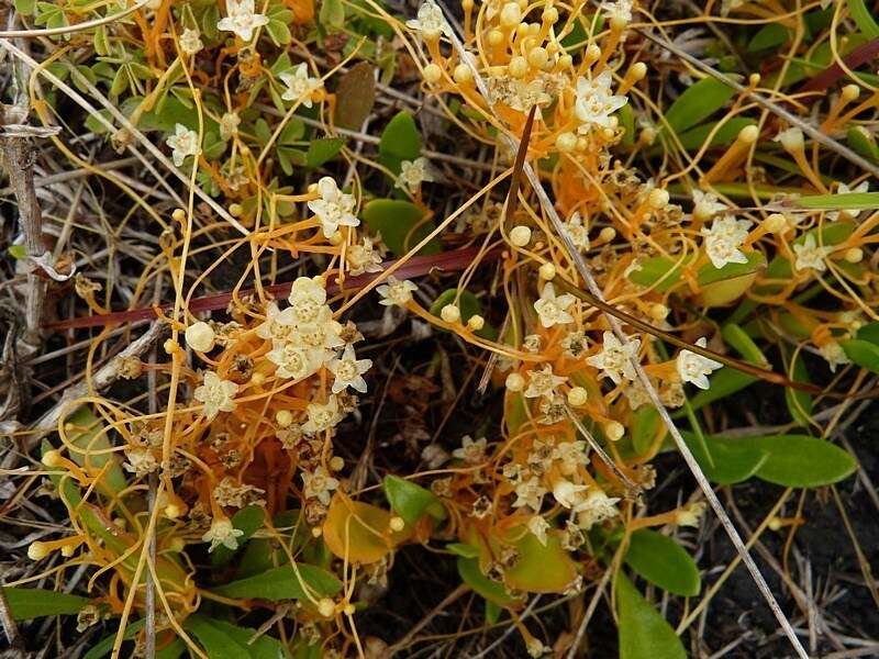 Image of Cuscuta tasmanica Engelm.