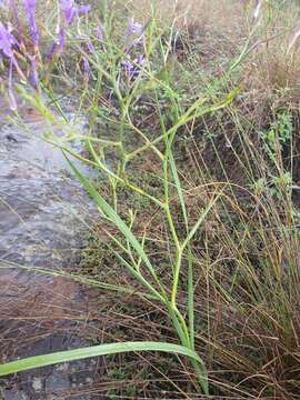 Image of Afrosolen sandersonii