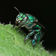 Image of Euglossa viridissima Friese 1899