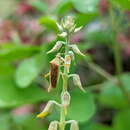 Amblypelta lutescens (Distant 1911)的圖片