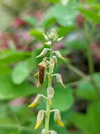 Image of Amblypelta lutescens (Distant 1911)