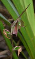 Image of Stigmatodactylus cymbalariifolius (F. Muell. & Kraenzl.) M. A. Clem. & D. L. Jones