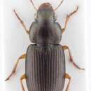 Image of Selenophorus (Celiamorphus) discopunctatus Dejean 1829