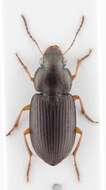 Image of Selenophorus (Celiamorphus) discopunctatus Dejean 1829