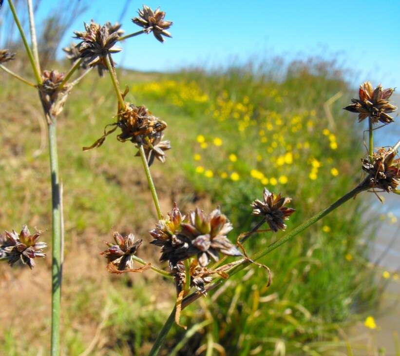 Image of Juncus exsertus Buch.