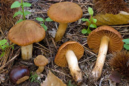 Image of Cortinarius orellanus Fr. 1838