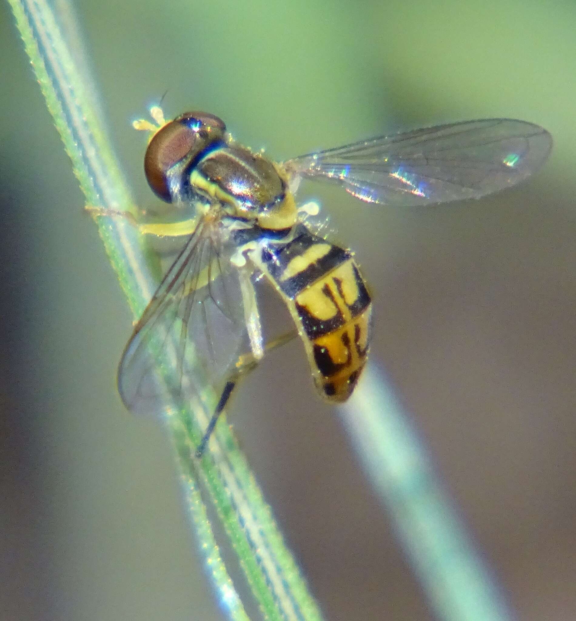 Image of Syrphid fly