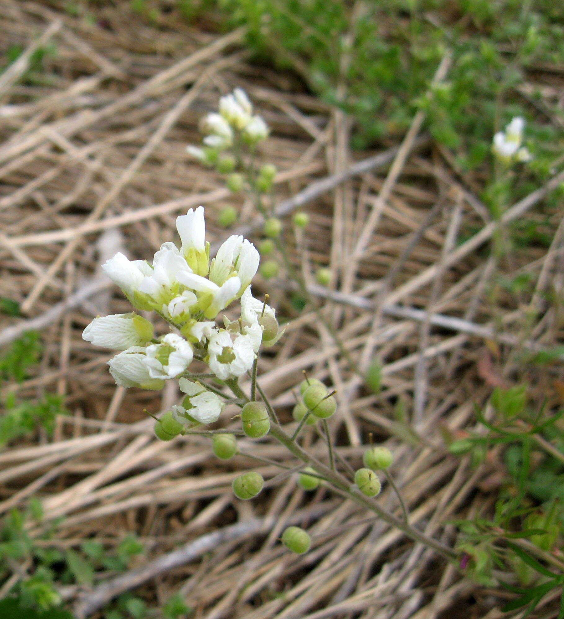 Image of Stone River bladderpod