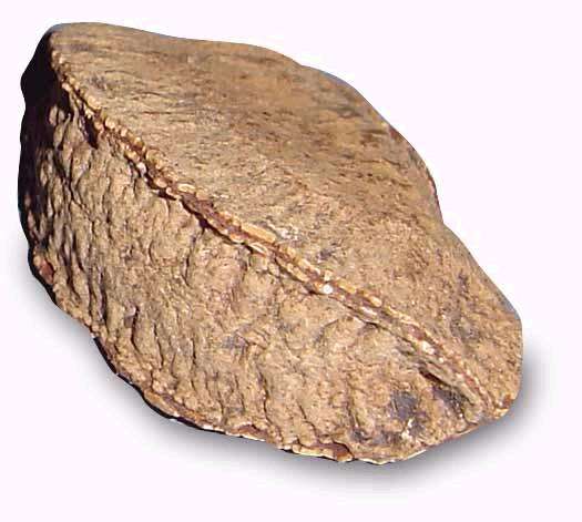 Image of brazilnut