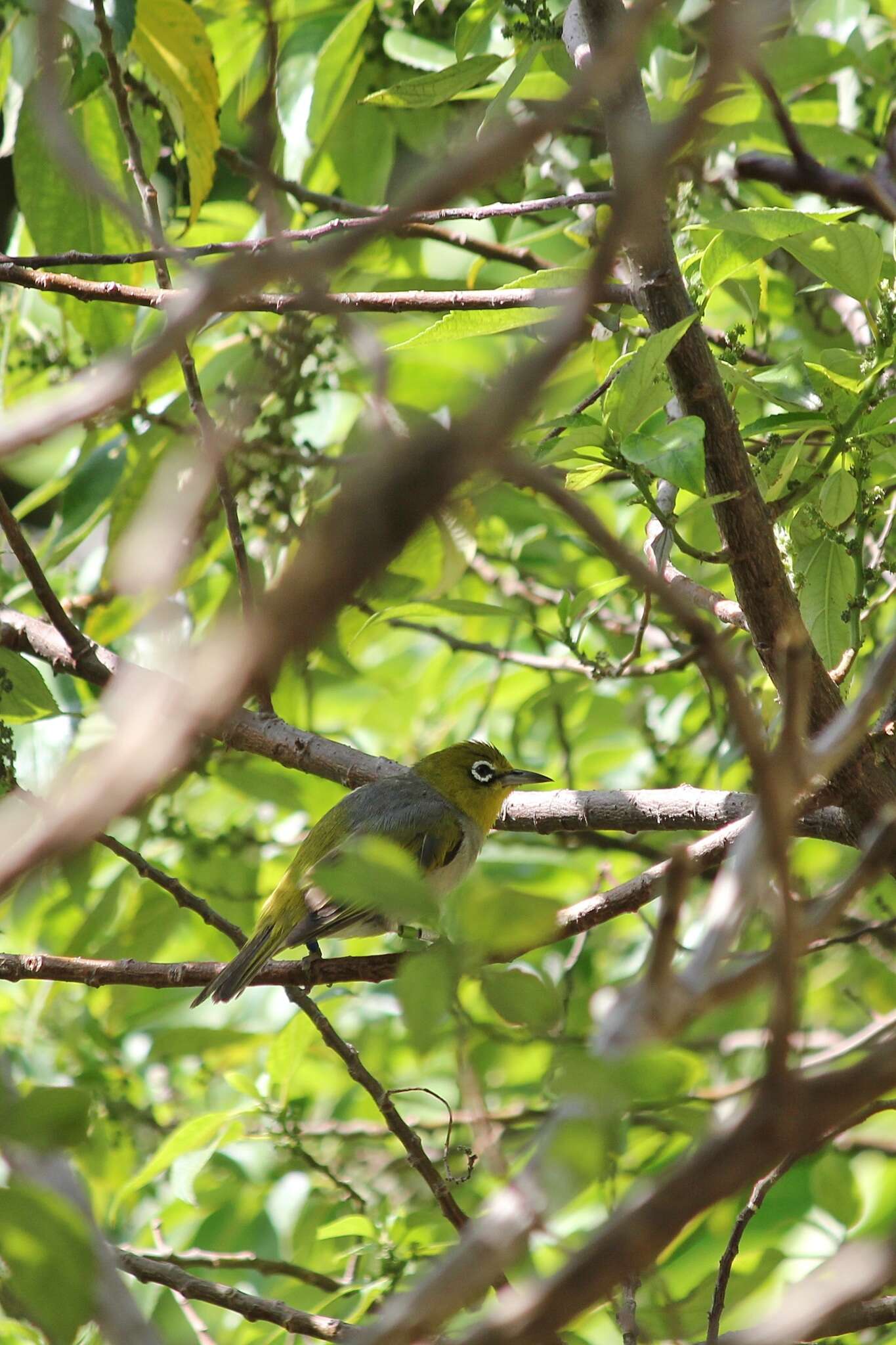 Zosterops lateralis chlorocephalus Campbell, AJ, White & SA 1910 resmi