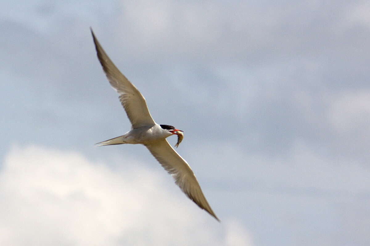 Image of Arctic Tern