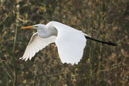 Image of Great Egret