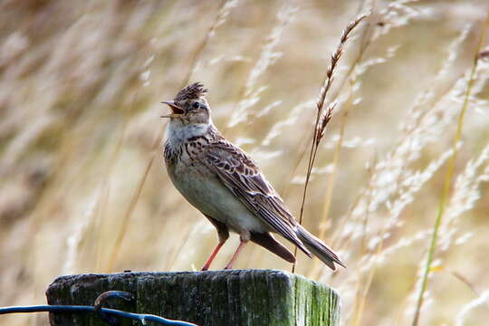 Image of Skylark