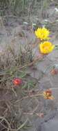 Image of Grindelia scorzonerifolia Hook. & Arn.