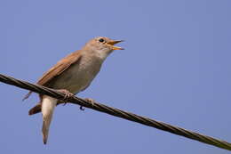 Image of nightingale, common nightingale