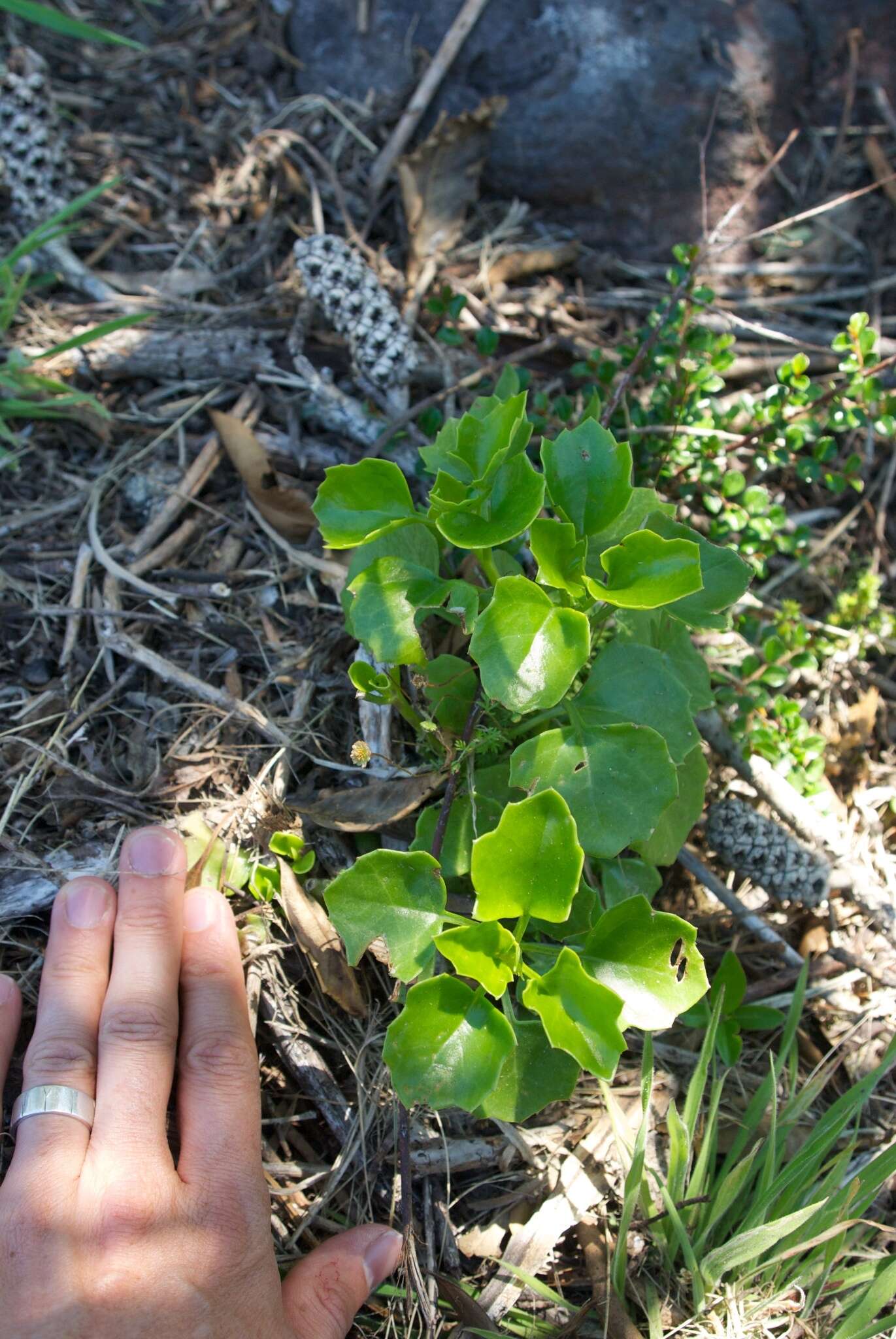 Plancia ëd Senecio angulatus L. fil.