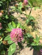 Image of Small garden bumblebee