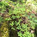 Image of trailing snowberry