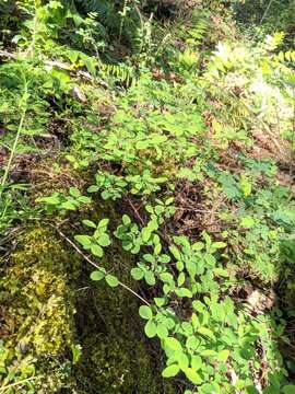 Imagem de Symphoricarpos hesperius G. N. Jones