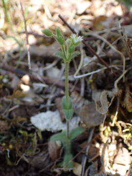 Слика од Cerastium brachypetalum subsp. brachypetalum