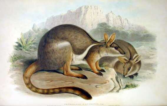 Image of Ring-tailed Rock Wallaby