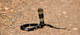 Image of Golden Spitting Cobra