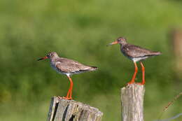 Image of Common Redshank