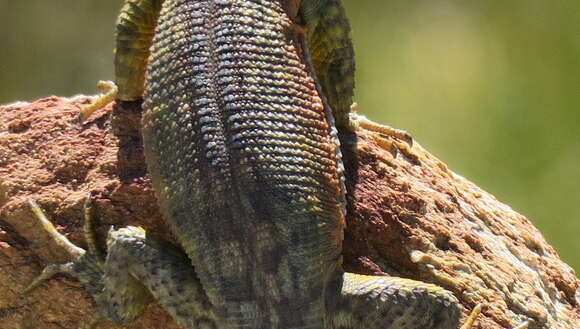 Image de Lézard des rochers