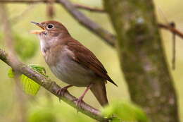 Image of nightingale, common nightingale