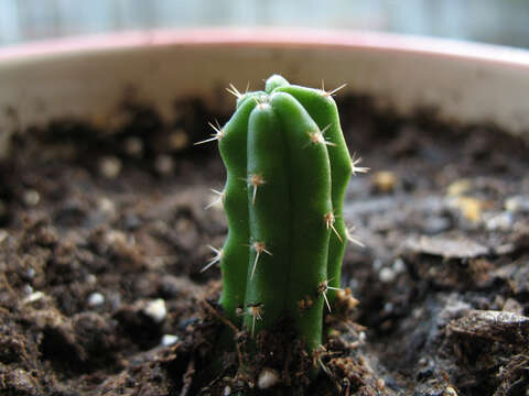 Image de Echinopsis pachanoi