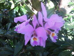 Imagem de Cattleya mossiae C. Parker ex Hook.