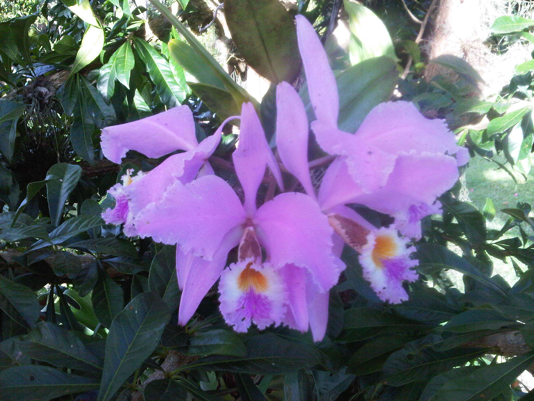 Imagem de Cattleya mossiae C. Parker ex Hook.