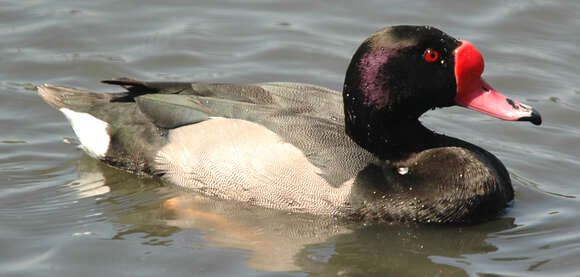 Image of Rosy-billed Pochard