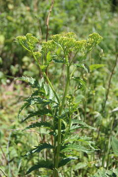 Image of Jacobaea othonnae (M. Bieb.) C. A. Mey.