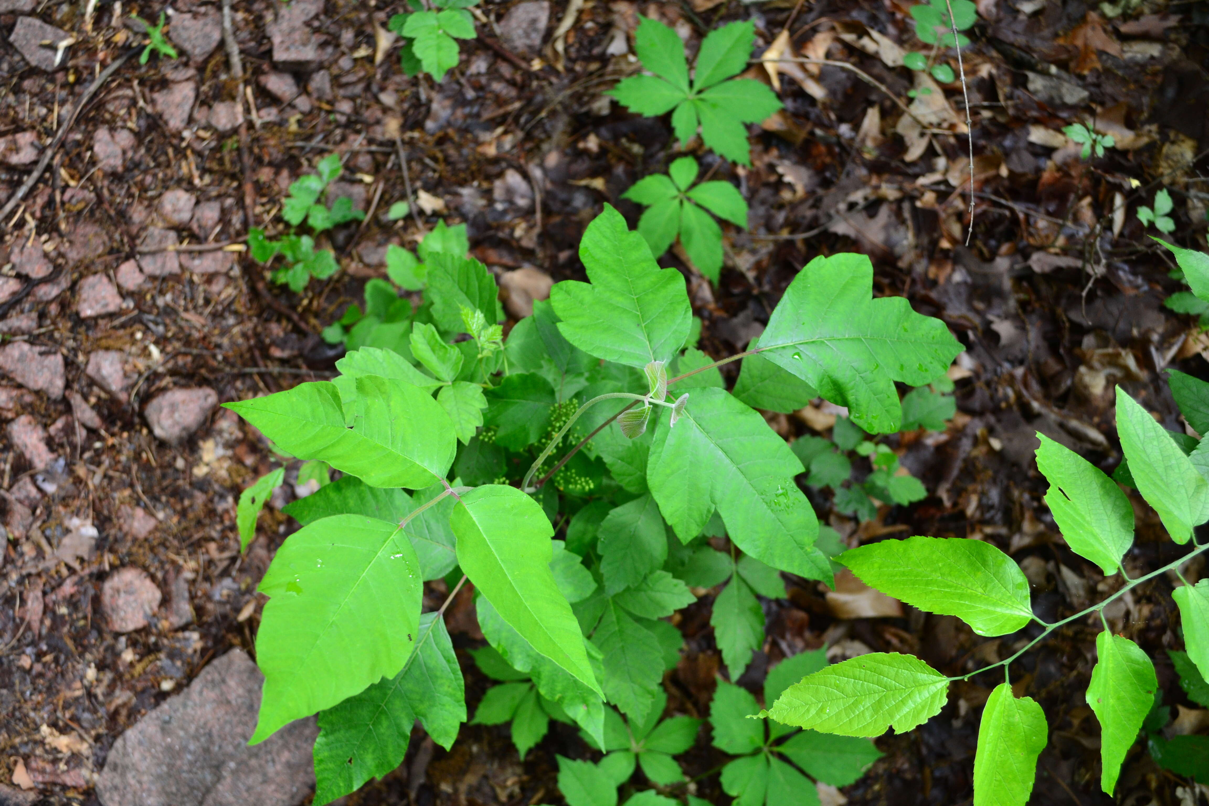 Image of eastern poison ivy