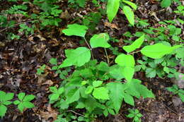 Image of eastern poison ivy