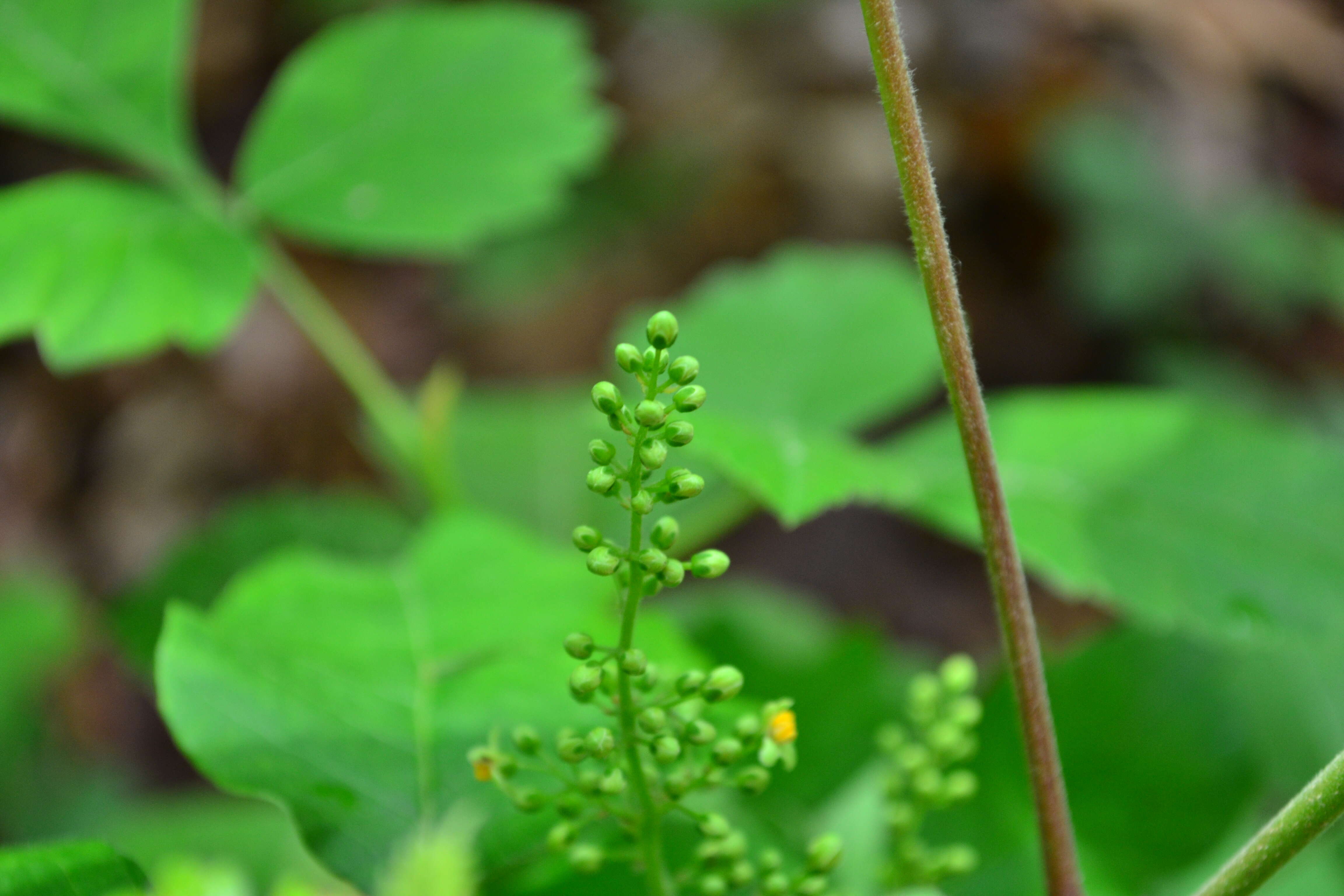 Image of eastern poison ivy