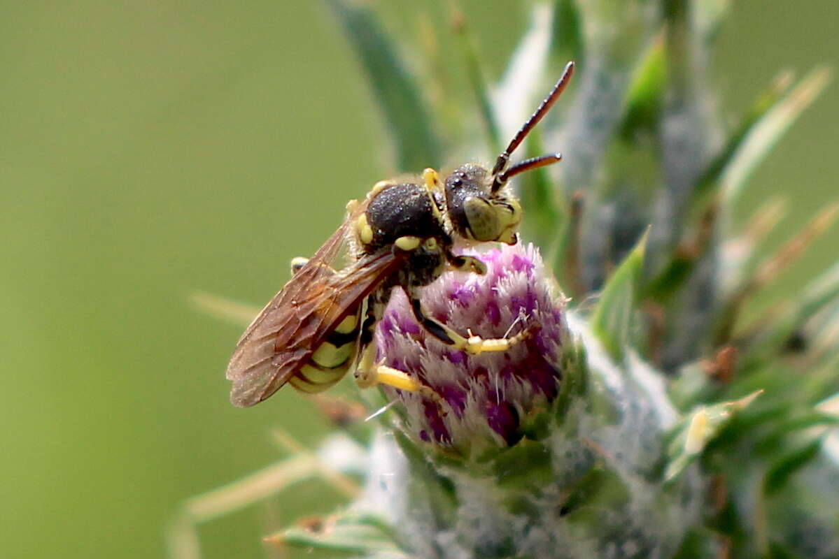 Image of Nomada suavis Cresson 1878