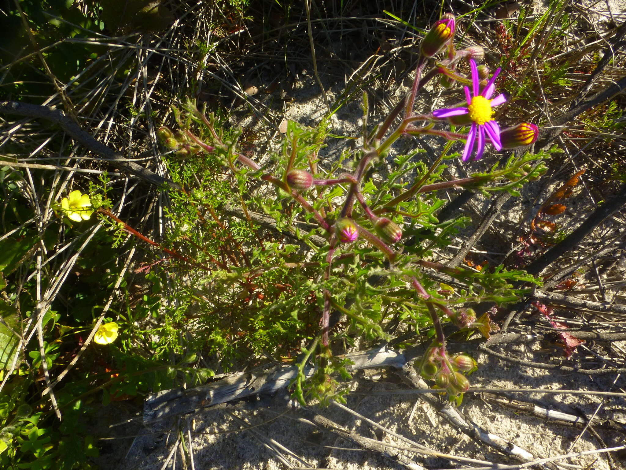 Plancia ëd Senecio arenarius Thunb.