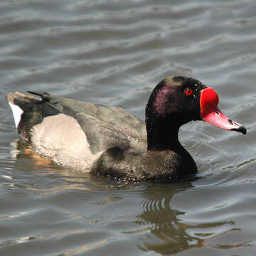 Image of Rosy-billed Pochard