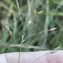Image of Wire-Leaf Dropseed