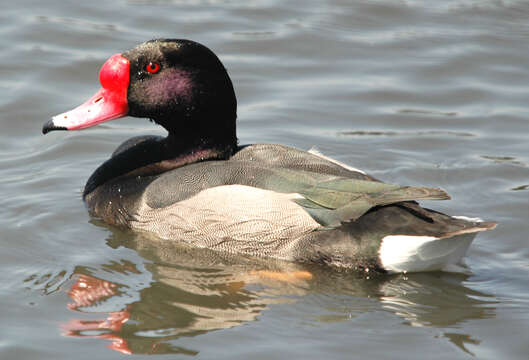 Image of Rosy-billed Pochard