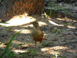 Image of Rufous-bellied Thrush