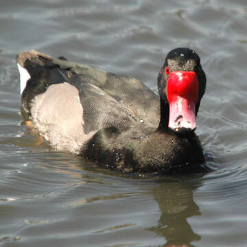 Image of Rosy-billed Pochard