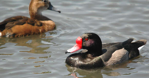 Image of Rosy-billed Pochard