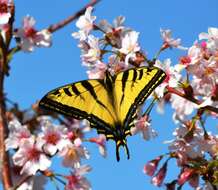 صورة Papilio rutulus Lucas 1852