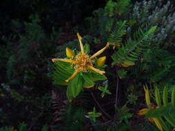 Image of Hypericum mysorense Heyne