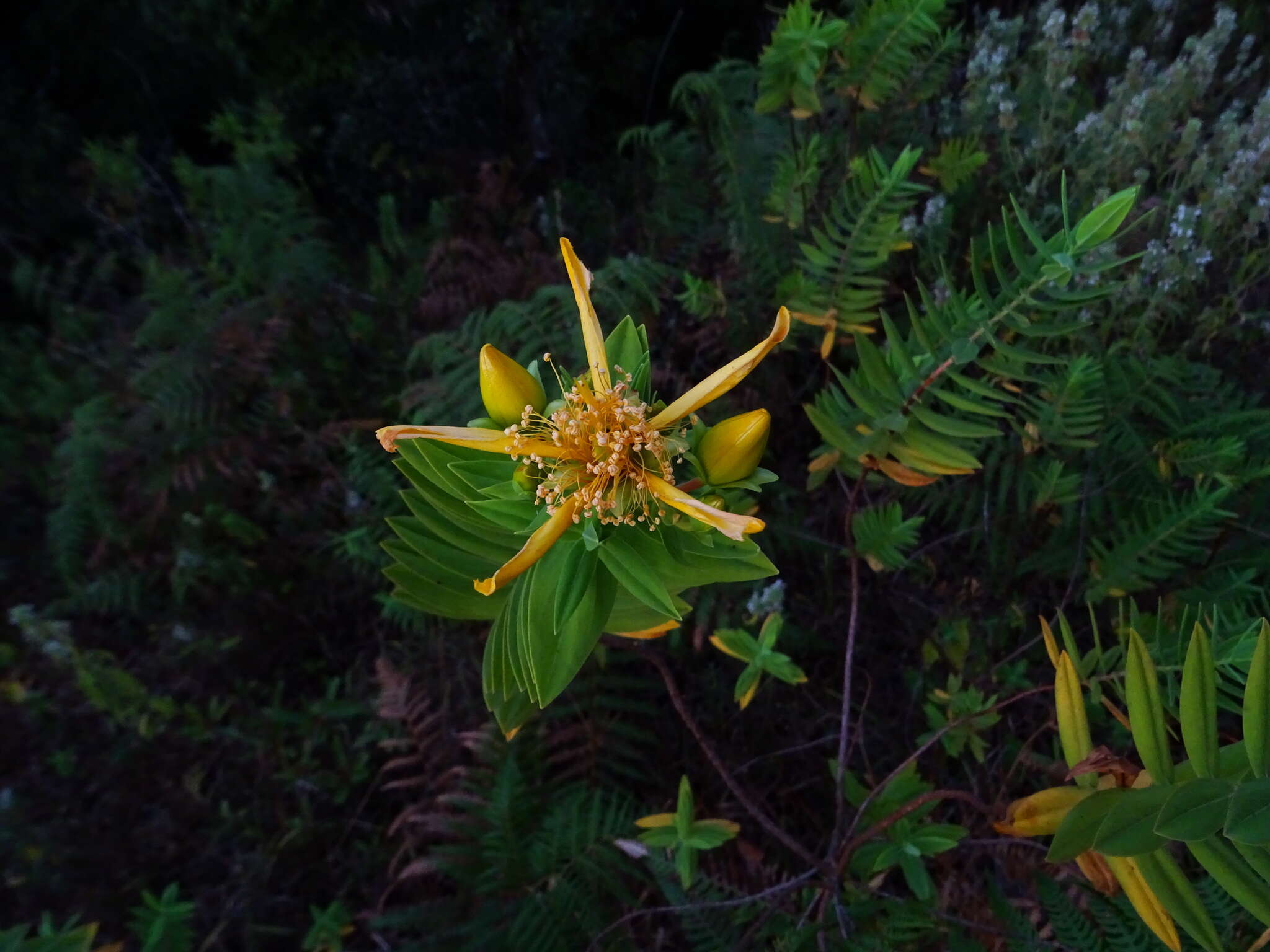 Image of Hypericum mysorense Heyne