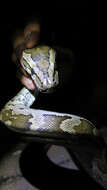 Image of Southern African Python