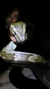 Image of Southern African Python